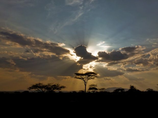 fotografia savana acacia tanzania