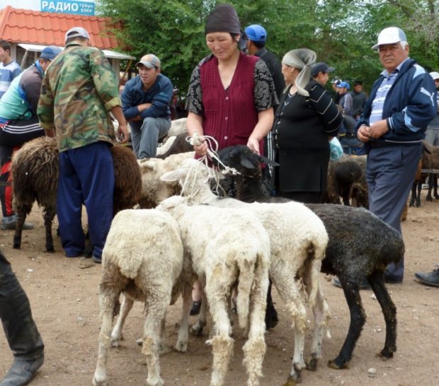 kirghizistan kochkor animali mercato