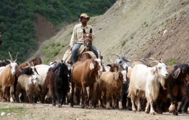 pamir highway tagikistan pecore