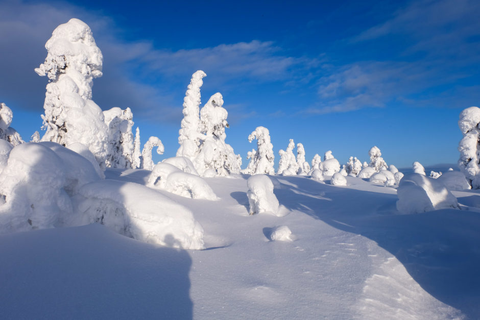 viaggio inverno lapponia abeti ghiaccio finlandia libri finlandia scandinavia