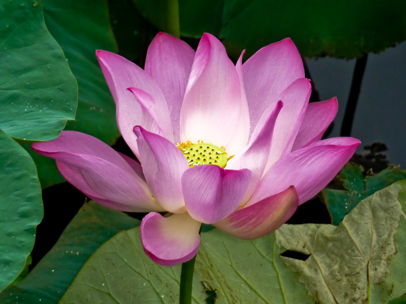 Cina fiore di loto