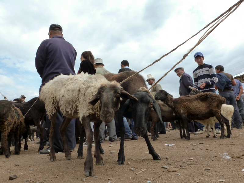 Kirghizistan mercato animali