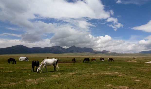 Kirghizistan cavalli
