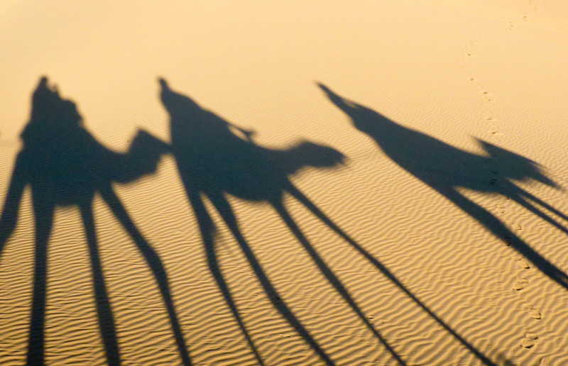 Marocco cammelli ombre nella sabbia