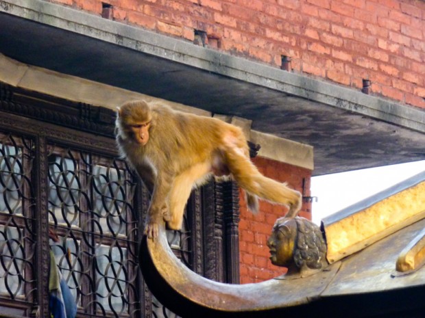 Nepal tempio delle scimmie kathmandu