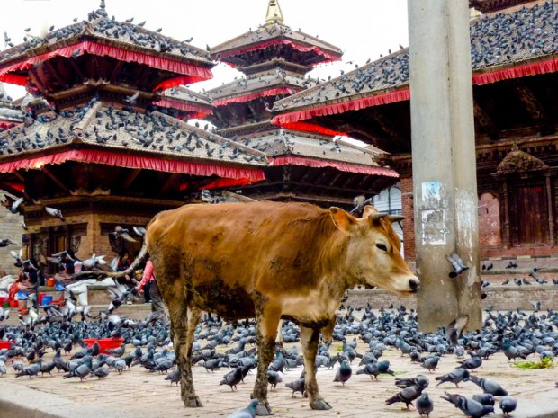 Nepal vacca sacra