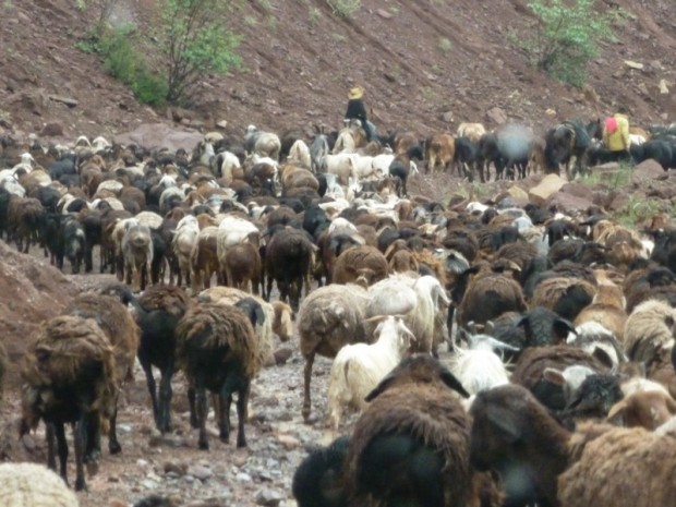 Pamir Highway pecore