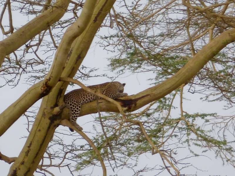 Tanzania felino