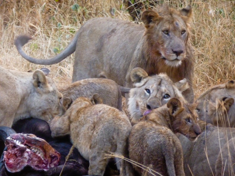 Serengeti tanzania leoni caccia