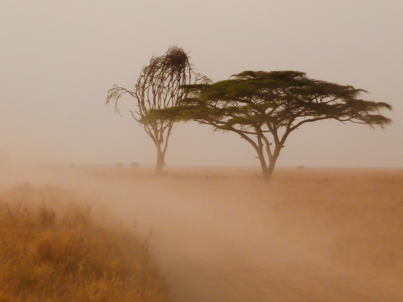 Tanzania serengeti