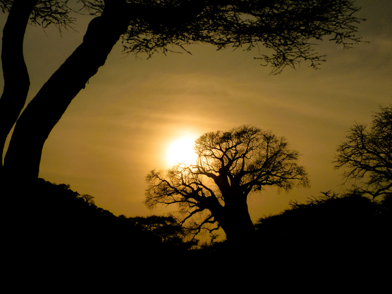 Tanzania baobab