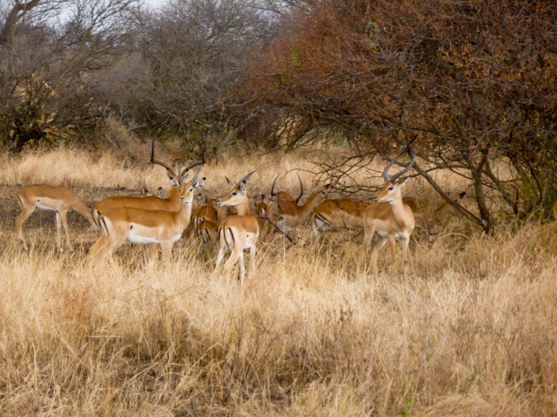 Serengeti gazzelle
