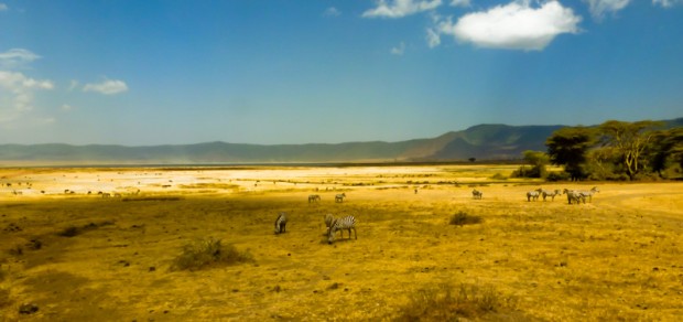 Tanzania Ngorongoro zebre