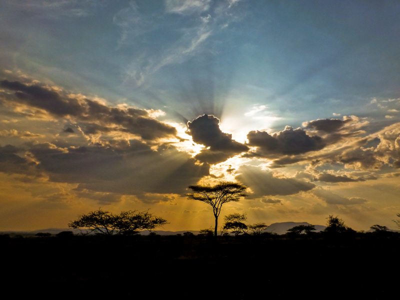 Savana acacia serengeti tanzania