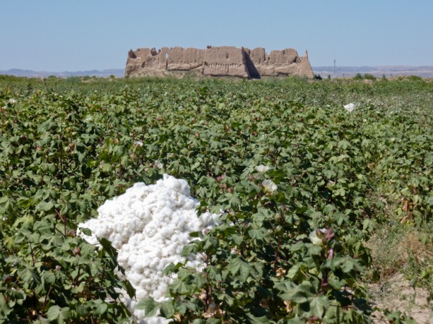 Uzbekistan campi di cotone