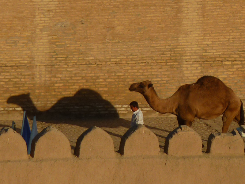 Uzbekistan cammello