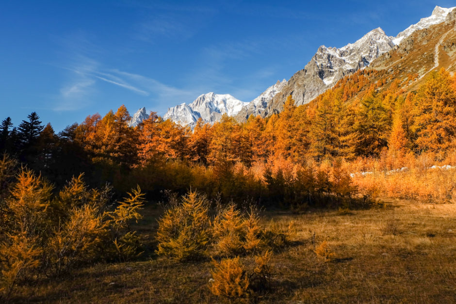 Valle d'aosta - Larici rossi in autunno