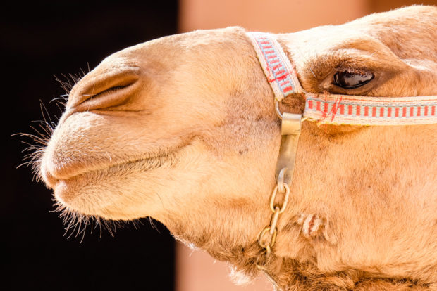 Viaggio in Giordania cammello