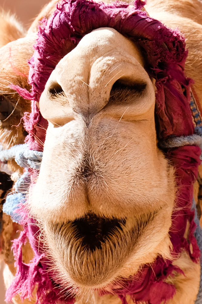 Viaggio in Giordania racconto cammello blog