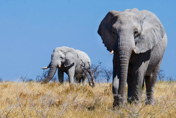 Viaggio in Namibia elefante
