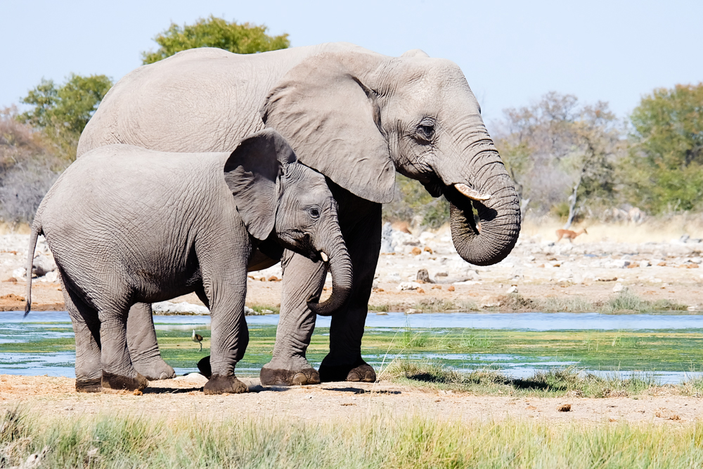 Viaggio in Namibia elefanti