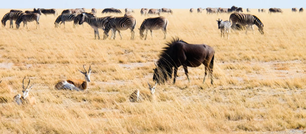 Viaggio in Namibia etosha animali