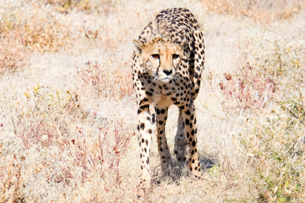 Viaggio in Namibia etosha ghepardo