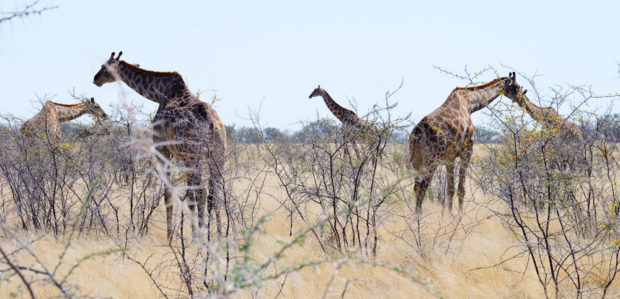 Viaggio in Namibia etosha giraffe