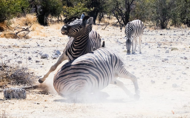 iaggio in Namibia etosha zebre litigio