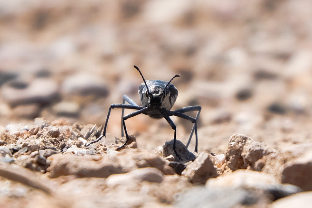 Viaggio in Namibia insetti