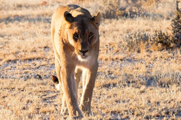 Viaggio in Namibia leone