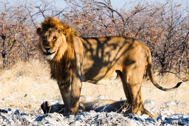 Viaggio in Namibia leone maschio