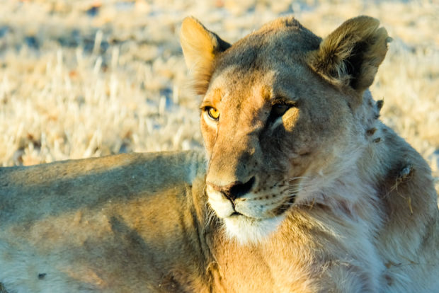 Viaggio in Namibia leonessa