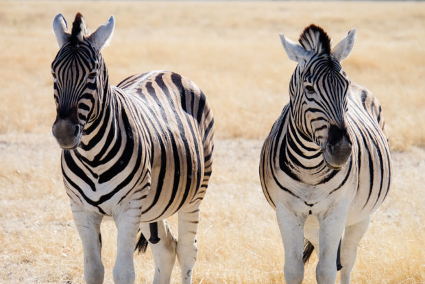 Viaggio in Namibia zebre