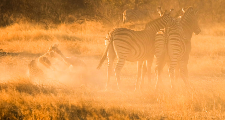Viaggio in Namibia zebre tramonto
