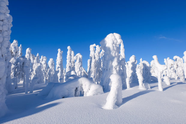 alberi congelati inverno lapponia pallas yllastunturi