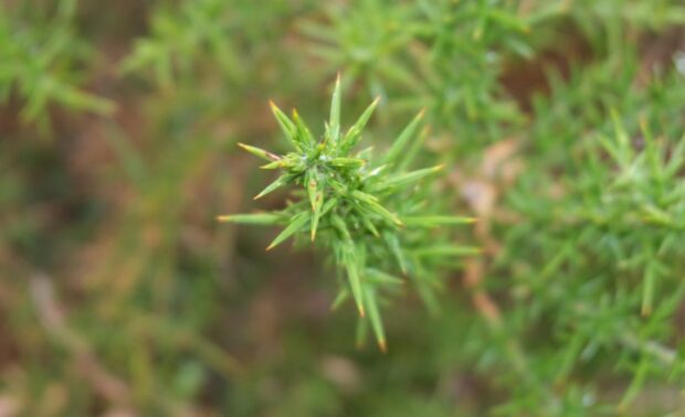 cammino dei fari settima tappa ginestra spinosa