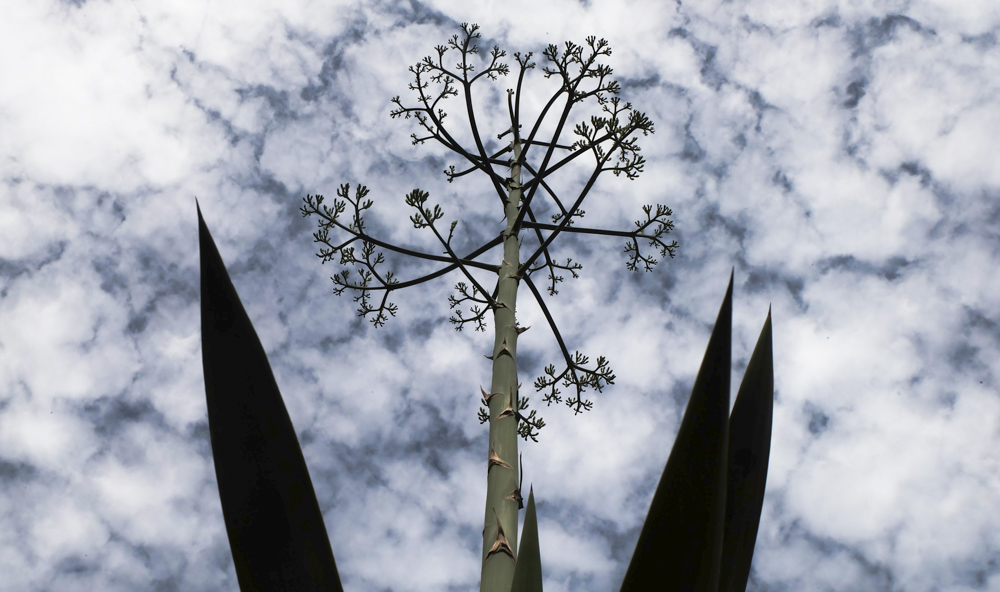 capo verde pianta agave