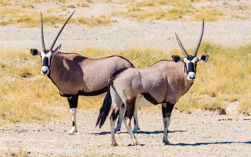 etosha namibia antilopi