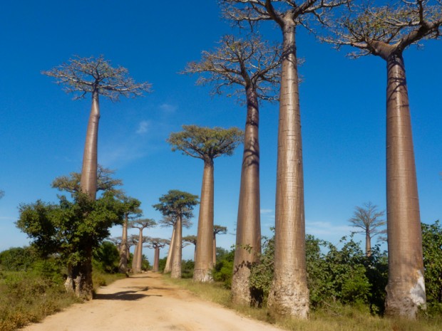 madagascar baobab avenue
