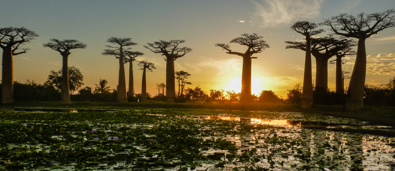 madagascar baobab panorama