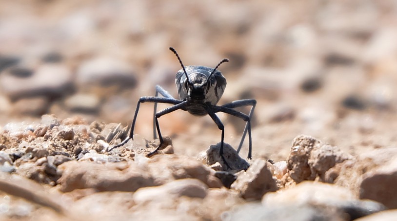 scarabeo viaggio namibia