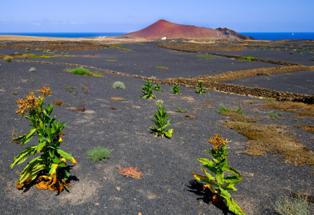 Lanzarote vulcano Bermeja