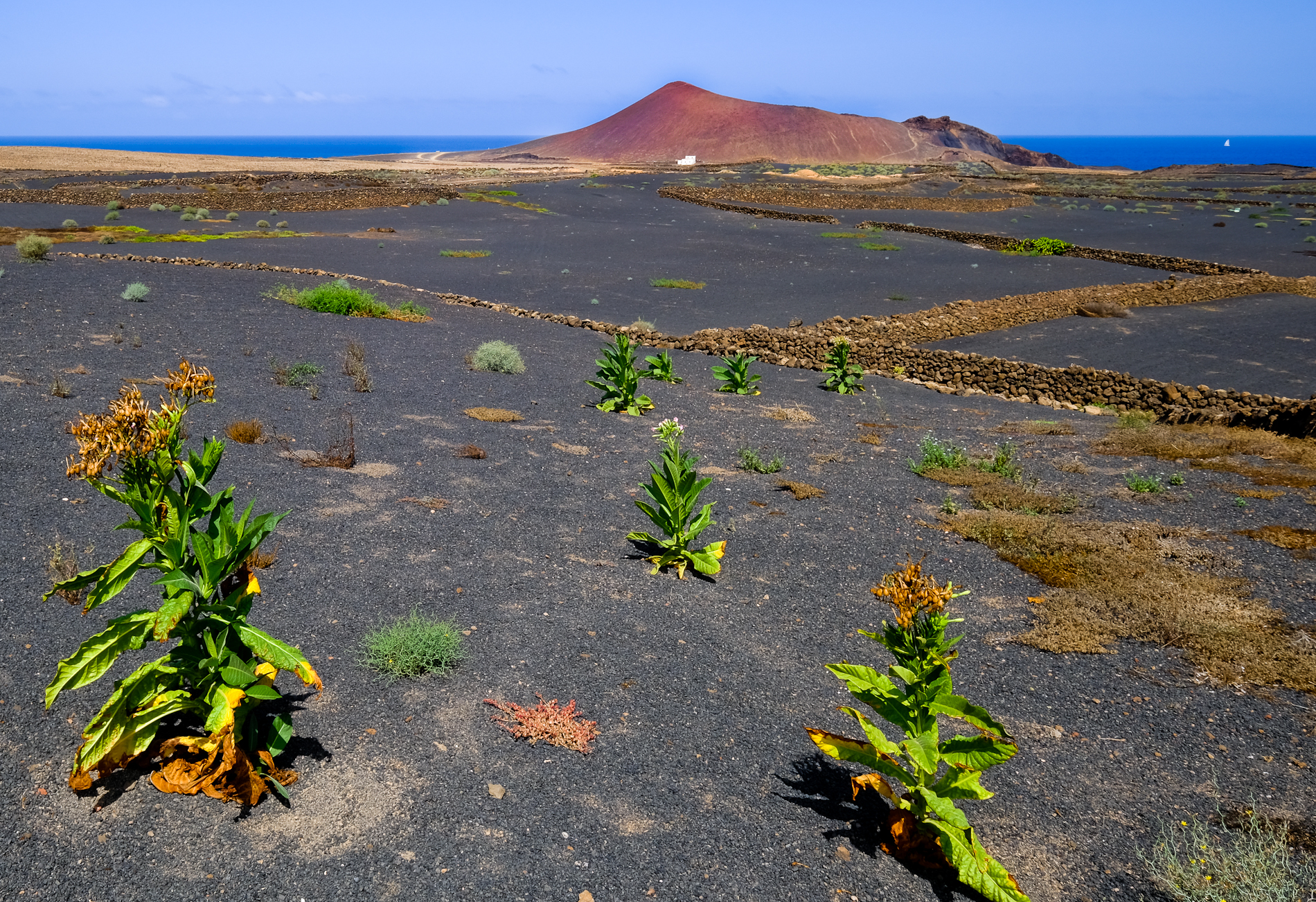 Lanzarote vulcano Bermeja