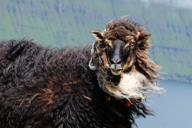viaggio alle isole faroe diario pecora
