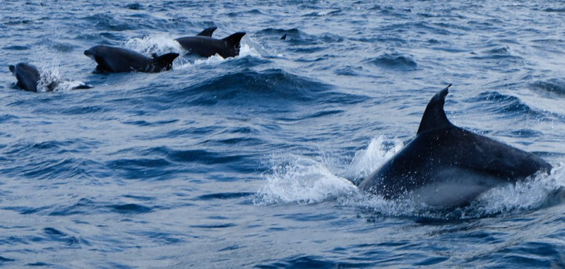 Viaggio alle Azzorre delfini