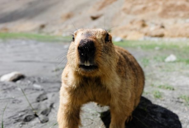 viaggio in ladakh marmotta