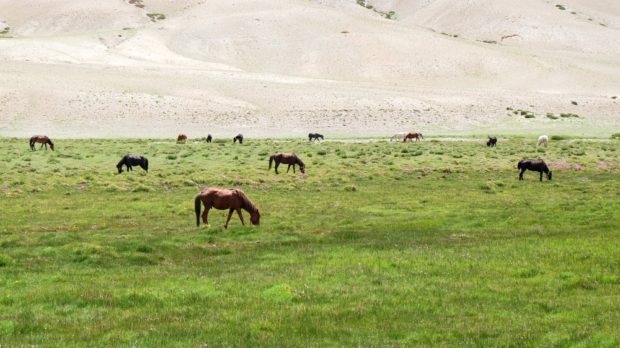 viaggio in ladakh trek cavalli