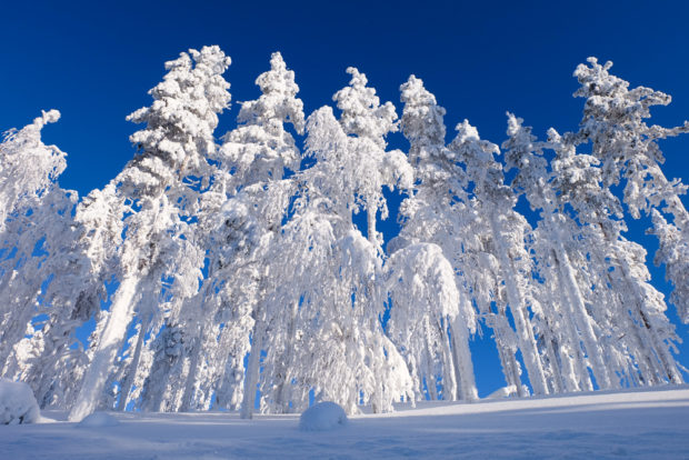 viaggio inverno lapponia pallas yllastunturi foresta ghiaccio